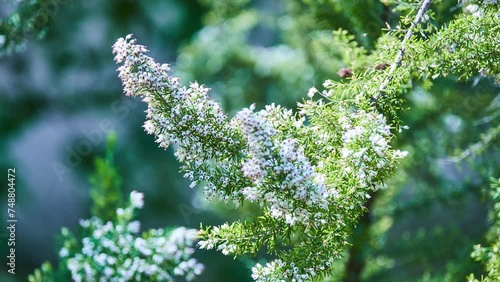 Erica arborea (tree heath) is a species of flowering plant (angiosperms) in heather family, Ericaceae, located in Africa. Wood, known as briar root (bruyere), is extremely hard and heat-resistant. photo