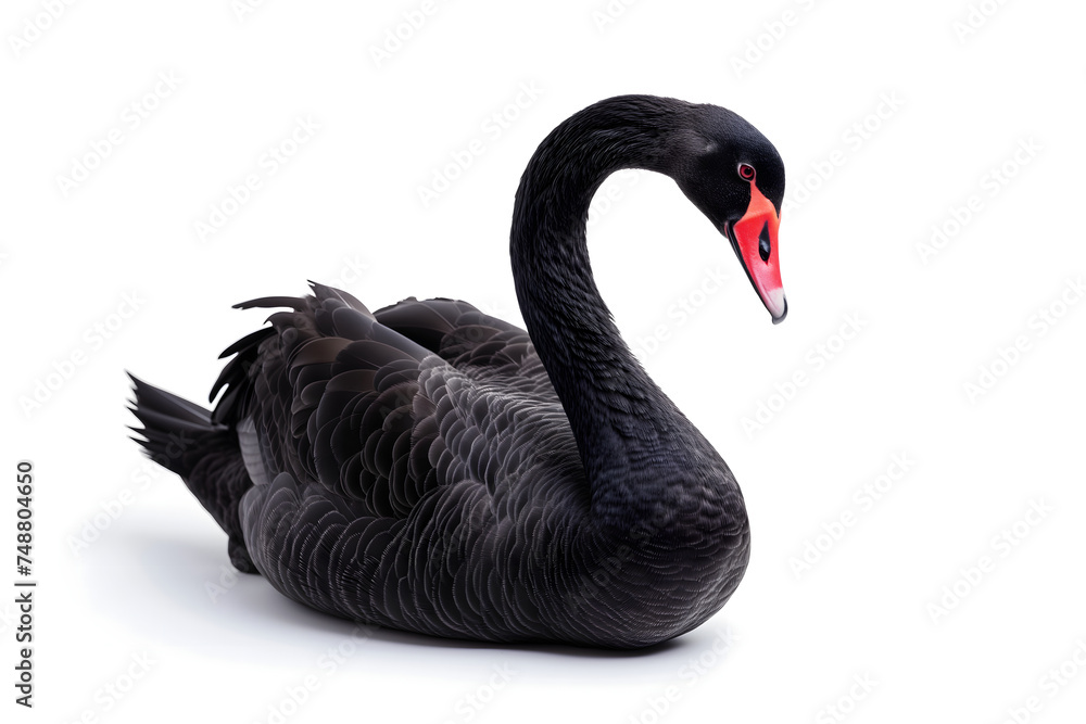 Fototapeta premium Black swan on white background. Neural network generated image. Not based on any actual scene or pattern.
