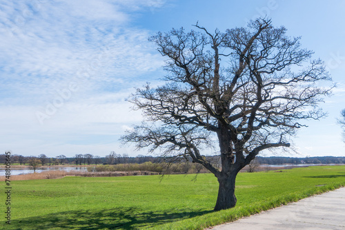 Old oak tree without leaves on the dike meadow on a dike path near Damnatz, Saxony-Anhalt, Germany. The Elbe is in the background 