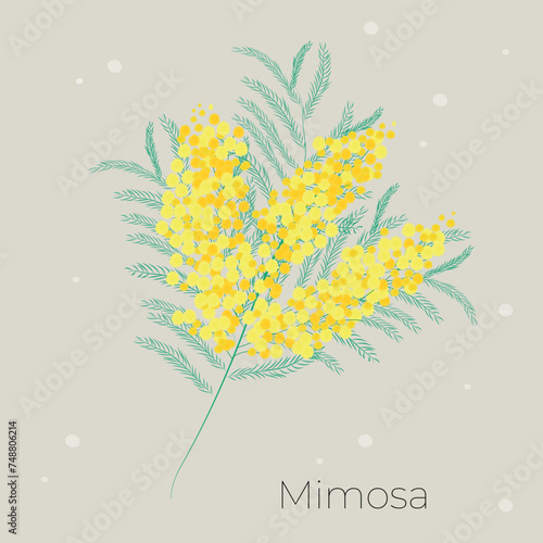 mimosa
