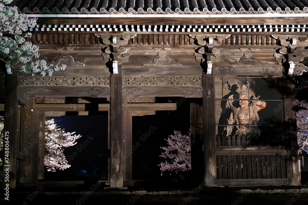 Fototapeta premium 和歌山県 根来寺大門の夜桜