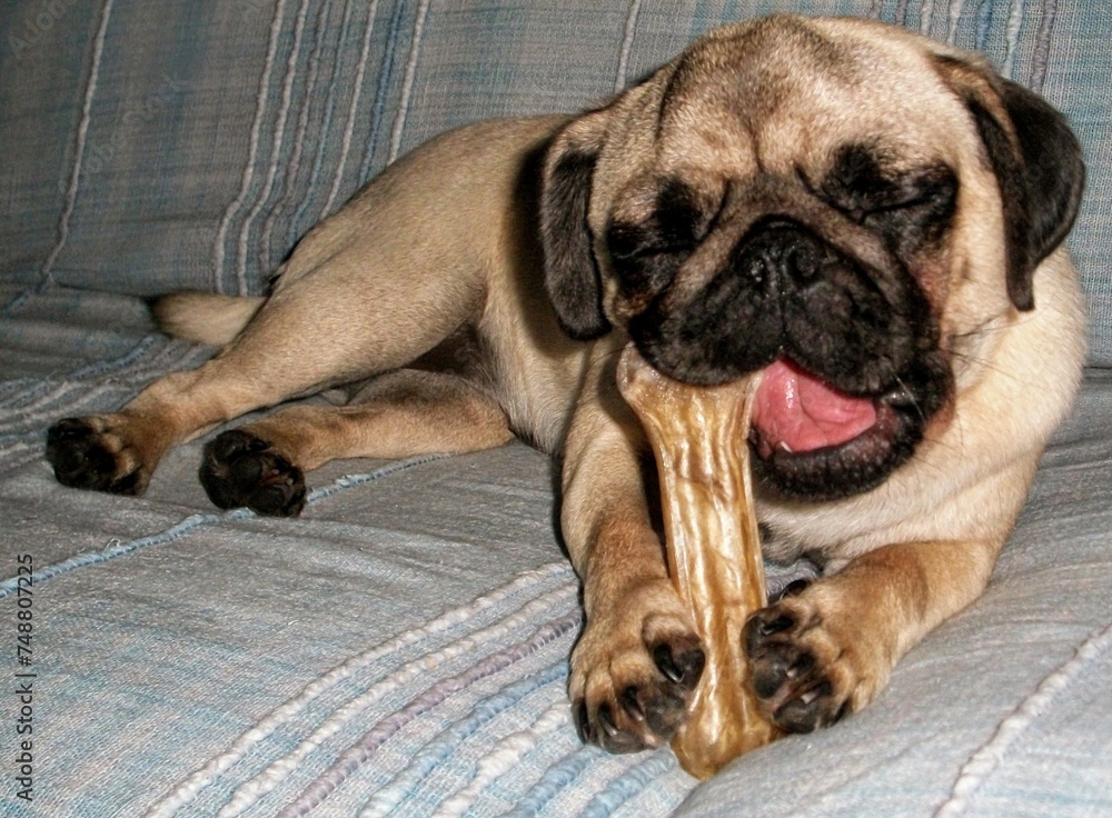 Pug puppy dog,nibbling his bone