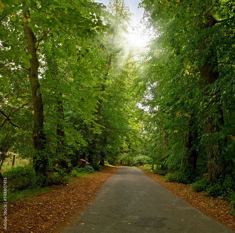 Road, landscape and woods with trees in countryside for travel, adventure and leaves with tarmac in nature. Street, forest and location in Amsterdam with direction, roadway or environment for tourism