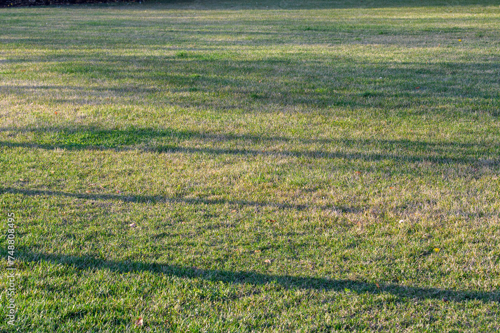 A lawn with green grass and shadows from nearby trees.