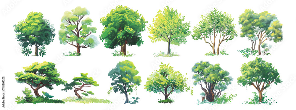 Fototapeta premium A wide variety of trees