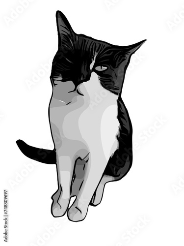 black cat isolated on white