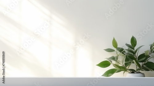 Blurred shadow from leaves plants on the white wall.