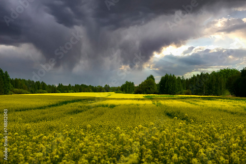 Blooming yellow rapeseed field with storm clouds on a rainy spring day. Scenery.