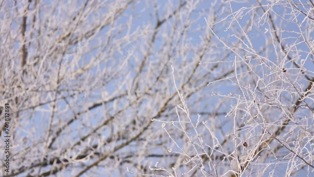 Tree branches are covered with white. Winter frosty sunny day. Tree branches are covered with white. Winter frosty sunny day.