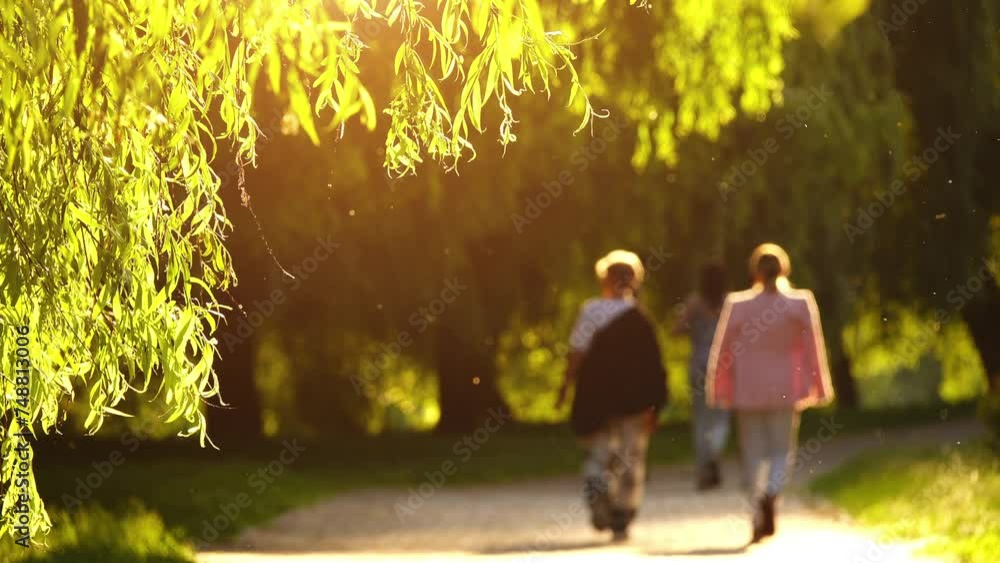 Green branches of willow are illuminated by sun. Mosquitoes flies. People walk in summer green city park. Green branches of willow are illuminated by sun. Mosquitoes flies. People walk in summer green city park.