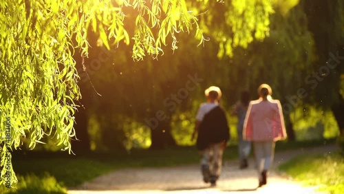 Green branches of willow are illuminated by sun. Mosquitoes flies. People walk in summer green city park. photo