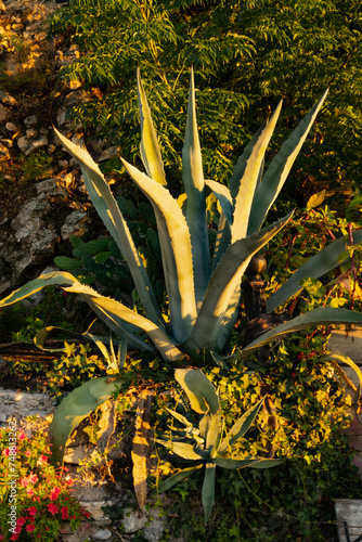 A large cactus or other succulent plant on the shores of the Adriatic Sea. Montenegro © Iryna