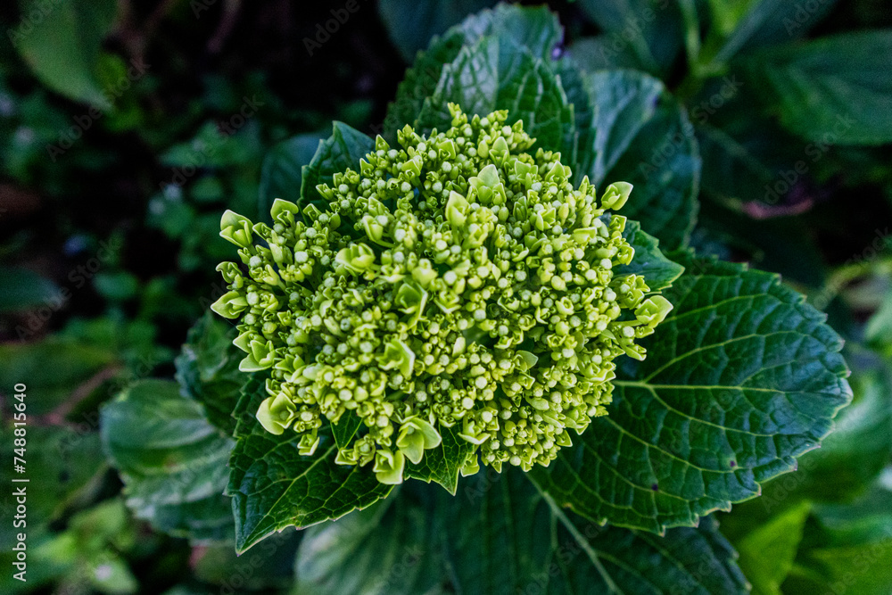 A hydrangea macrophylla at Cikole Camping Park, Bandung, Indonesia, a perfect camping destination. A hydrangea macrophylla at Cikole Camping Park, Bandung, Indonesia, a perfect camping destination.