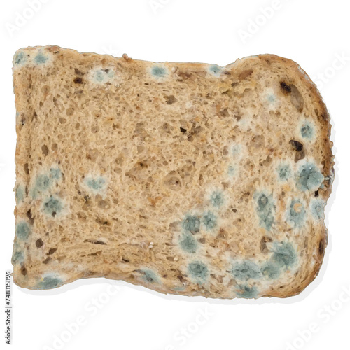 Vector image of a piece of porous bread with mold on a white background