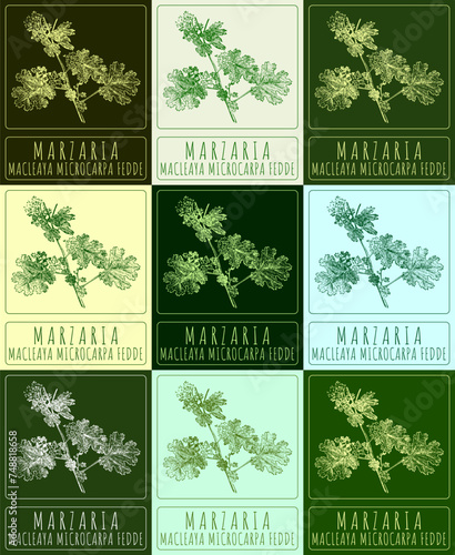Set of vector drawing MARZARIA in various colors. Hand drawn illustration. The Latin name is MACLEAYA MICROCARPA FEDDE.