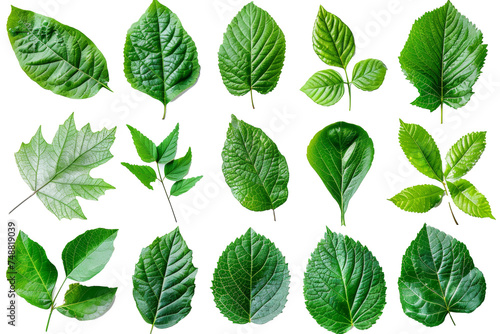 On a white background, a collection of garden leaves. Green leaves isolated. © Zaleman