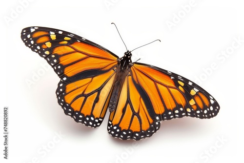 White background with a beautiful monarch butterfly © Zaleman