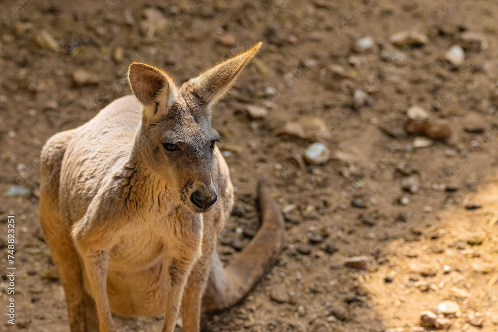 portrait of a young kangaroo