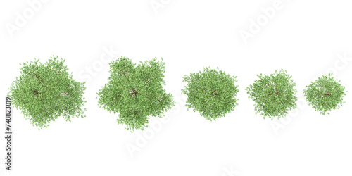 Set of Pin Oak plants, isolated on transparent background. 3D render.Top view