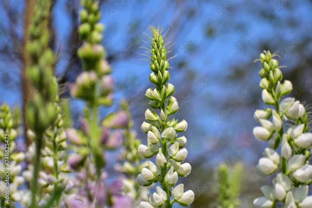 Close-up of white Lupinus albus in the garden. White flowers in bloom in the rural. Flower and plant. Close-up of white Lupinus albus in the garden. White flowers in bloom in the rural. Flower and plant.