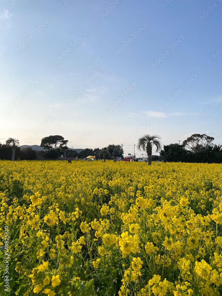 Obraz premium 渥美半島 菜の花まつり