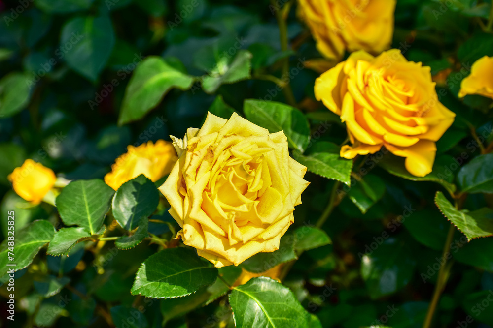 Close-up of yellow rose in the garden with sunlight on it. Yellow rosa with green leaves in the afternoon in rural. Flower and plant. Close-up of yellow rose in the garden with sunlight on it. Yellow rosa with green leaves in the afternoon in rural. Flower and plant.