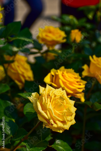 Close-up of yellow rose in the garden with sunlight on it. Yellow rosa with green leaves in the afternoon in rural. Flower and plant.