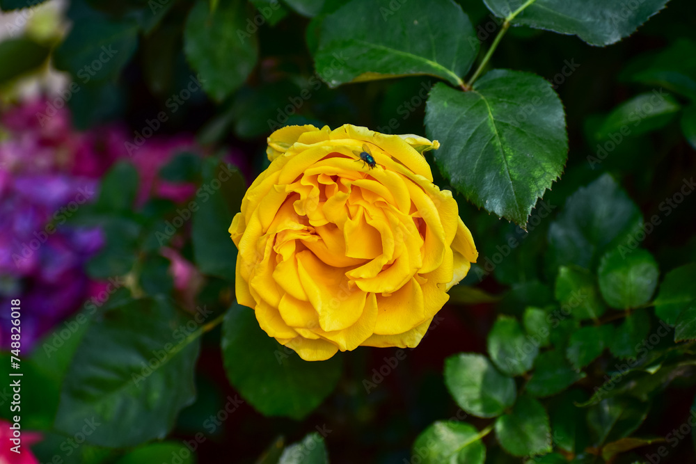 Close-up of yellow rose in the garden with sunlight on it. Yellow rosa with green leaves in the afternoon in rural. Flower and plant. Close-up of yellow rose in the garden with sunlight on it. Yellow rosa with green leaves in the afternoon in rural. Flower and plant.