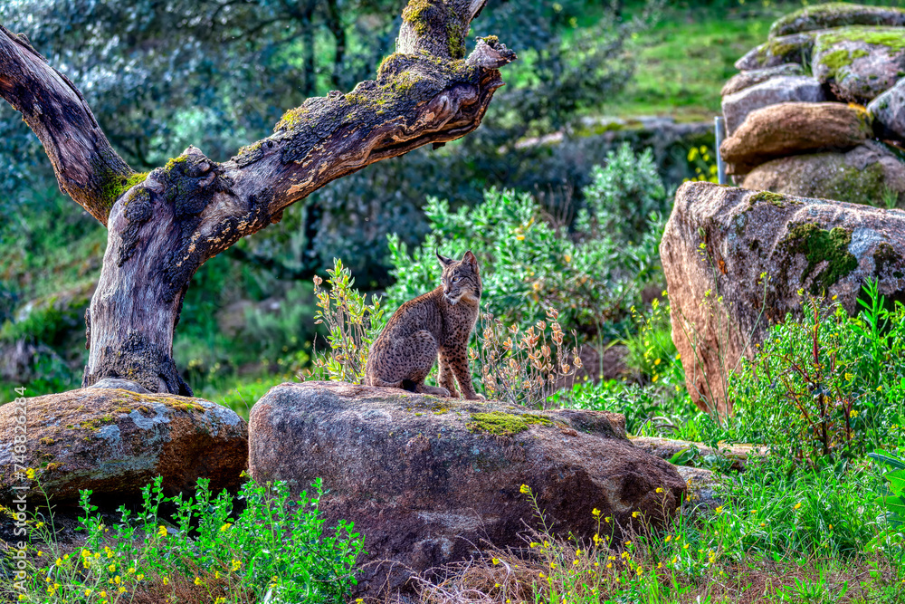 Iberian lynx in the Sierra de Andujar, Spain. Iberian lynx in the Sierra de Andujar, Spain.