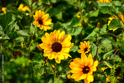 Sunflowers with green grass in the garden. Yellow sunflowers in the rural with sunlight. Flower and plant.