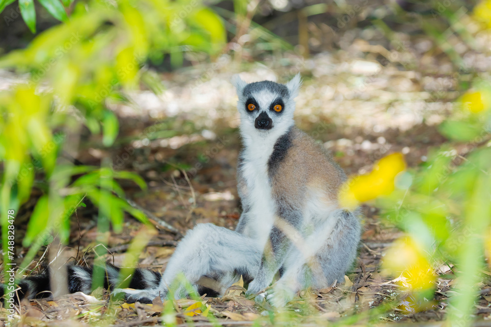 Obraz premium ring-tailed gray lemur in natural environment Madagascar.