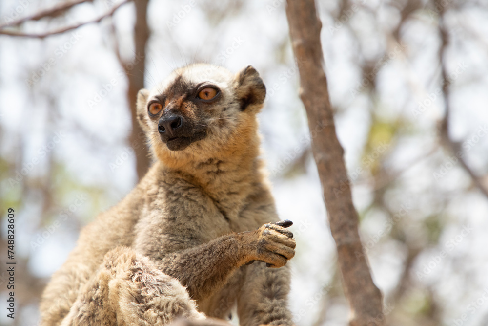 Naklejka premium Cute brown lemur (Eulemur fulvus) with orange eyes.
