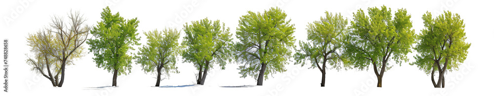 Obraz premium Trees, shrubs, plants, grass, and roots.