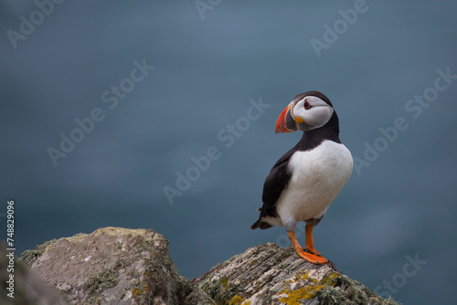 Cute Puffin off centre against blue background © Neil
