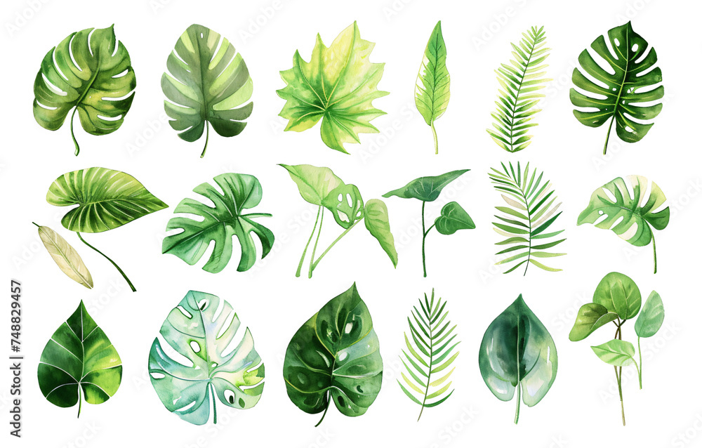 Various leaves are depicted in watercolor in a particular style. Various leaves are depicted in watercolor in a particular style.