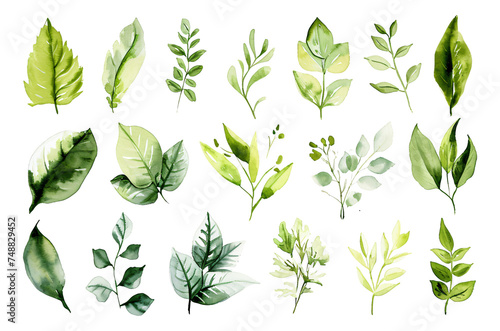 Various leaves are depicted in watercolor in a particular style.
