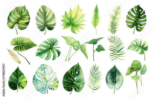 Various leaves are depicted in watercolor in a particular style.