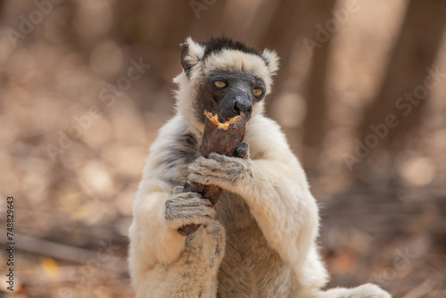 Sifaka lemur (Propithecus verreauxi), Madagascar nature photo