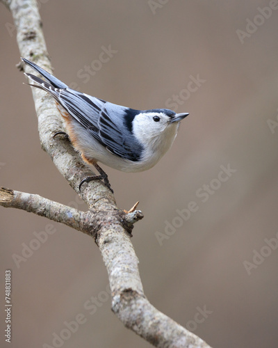 white breasted nuthatch perched on branch