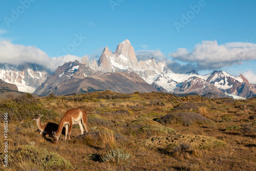 iconic patagonia landscape- fitz roy mountains with llama or alpaca in foreground