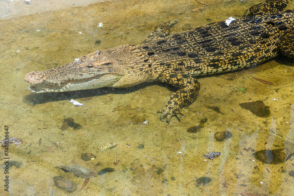 Obraz premium The saltwater crocodile at Lembang Park and Zoo exudes prehistoric power, its scaly armor and formidable jaws showcasing the awe-inspiring presence of this apex reptile.