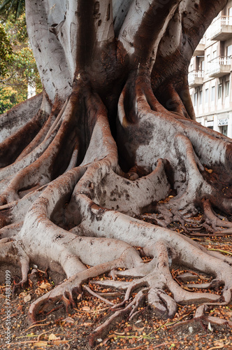 the roots of magnolia tree