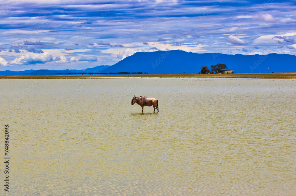 A scenic image of a lone wildebeest at the alkaline lake Amboseli at Amboseli national park, Kenya A scenic image of a lone wildebeest at the alkaline lake Amboseli at Amboseli national park, Kenya