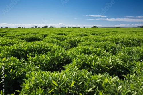Lush greenery and clear blue sky on a vibrant summer day farm plantation background