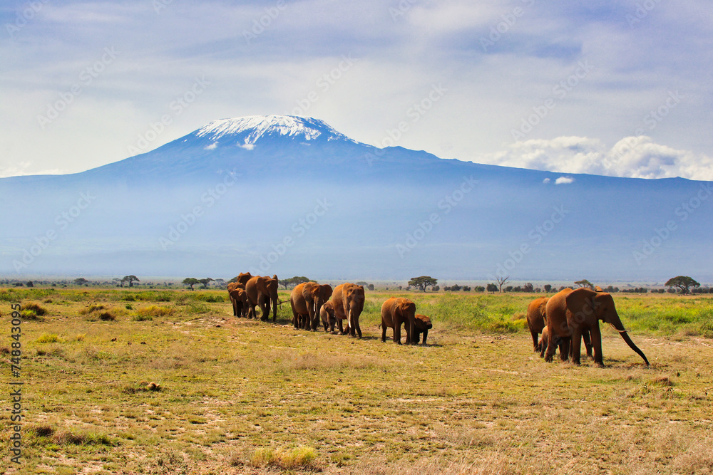 A timeless African scene of Elephant herds on the move to fresh pastures under the shadow of the looming Mount Kilimanjaro at Amboseli National Park, Kenya A timeless African scene of Elephant herds on the move to fresh pastures under the shadow of the looming Mount Kilimanjaro at Amboseli National Park, Kenya