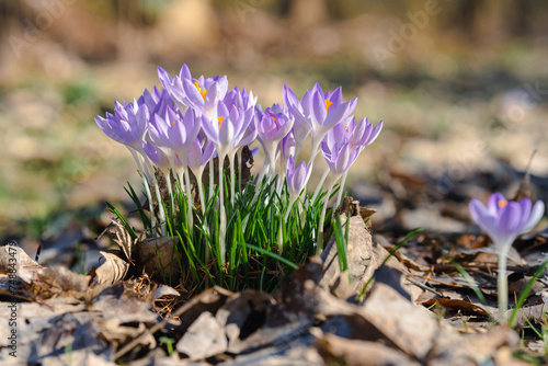 Autumn crocus flowers in spring in the nature of Bavaria. Climate, environment and nature conservation concept © CreativeImage