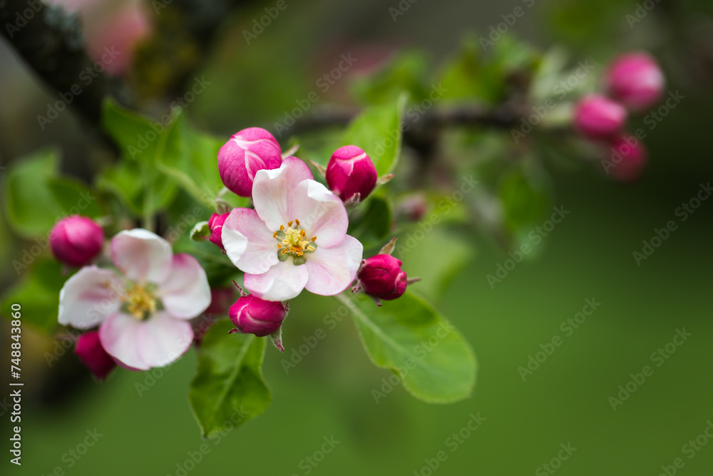 Closeup of a blooming apple tree