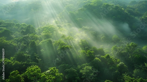 Sun rays pierce through forest canopy, casting a mystical glow over the lush woodland landscape