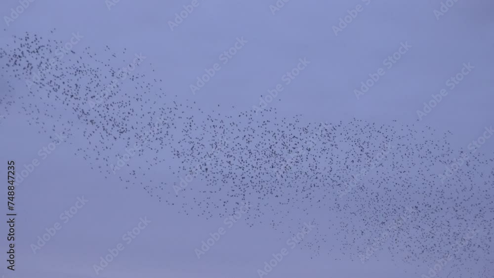 Large flock of birds in evening light making shapes in the sky as starling murmuration fills the skies in amazing wonder of nature UK 4K Large flock of birds in evening light making shapes in the sky as starling murmuration fills the skies in amazing wonder of nature UK 4K