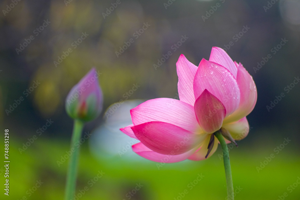 pink lotus flower blooming in a garden pond, surrounded by lush greenery and reflecting the essence of a tranquil summer garden pink lotus flower blooming in a garden pond, surrounded by lush greenery and reflecting the essence of a tranquil summer garden